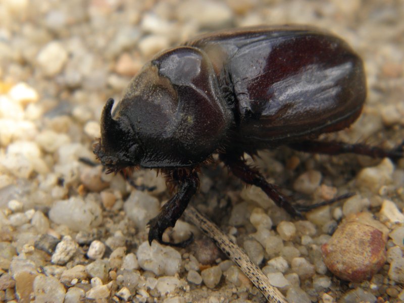 Scarabée Rhinocéros européen. Pascal Mathias